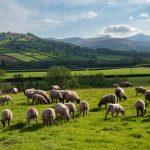 UK Imposes Import Ban on Livestock from Germany Amid Foot-and-Mouth Disease Outbreak