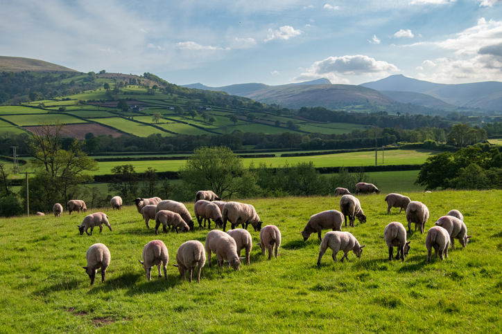 brecon sheep