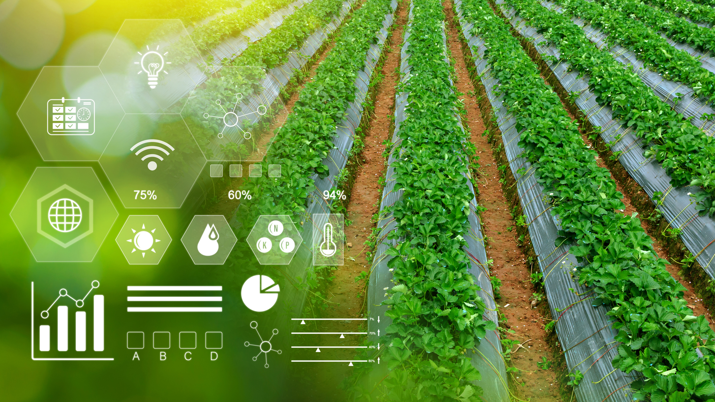 vegetable fresh in greenhouse with infographics, smart farming and precision agriculture 4.0 with visual icon, digital technology agriculture and smart farming concept